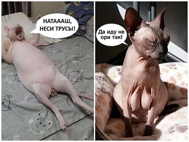Так себе картинки 09.09.22