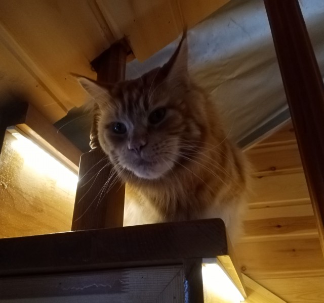 Котолампа. Кот и лампа - новый вариант старого мема