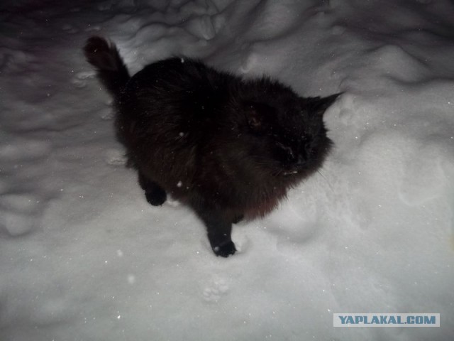 Жизнь домашнего приюта для котеек 425