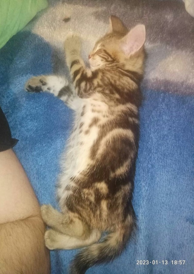 Начинаем котовторник.