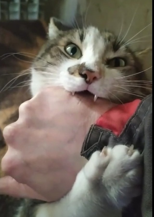 Совпало же? В котовторник