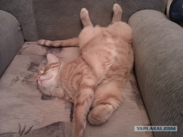 Котовторник 09.04.2013