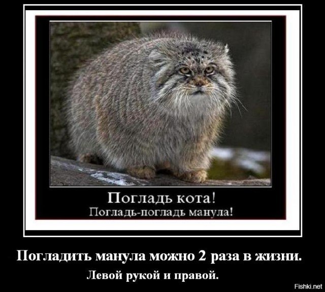 Маргай: Эта кошка живёт в кронах деревьев и охотится на обезьян. Её способности к лазанию и паркуру просто феноменальны!