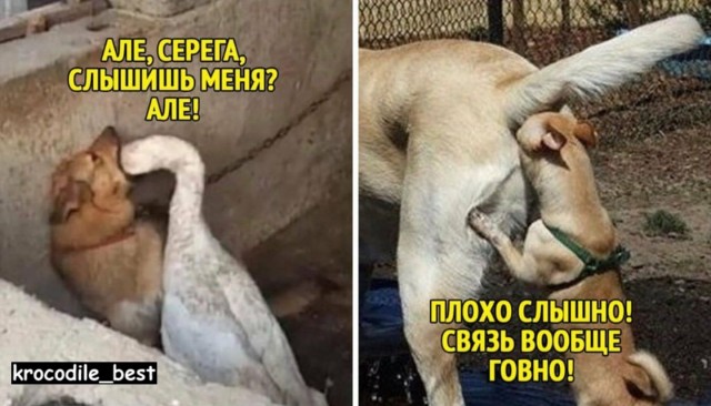 Весёлый полтишок 23.07.23