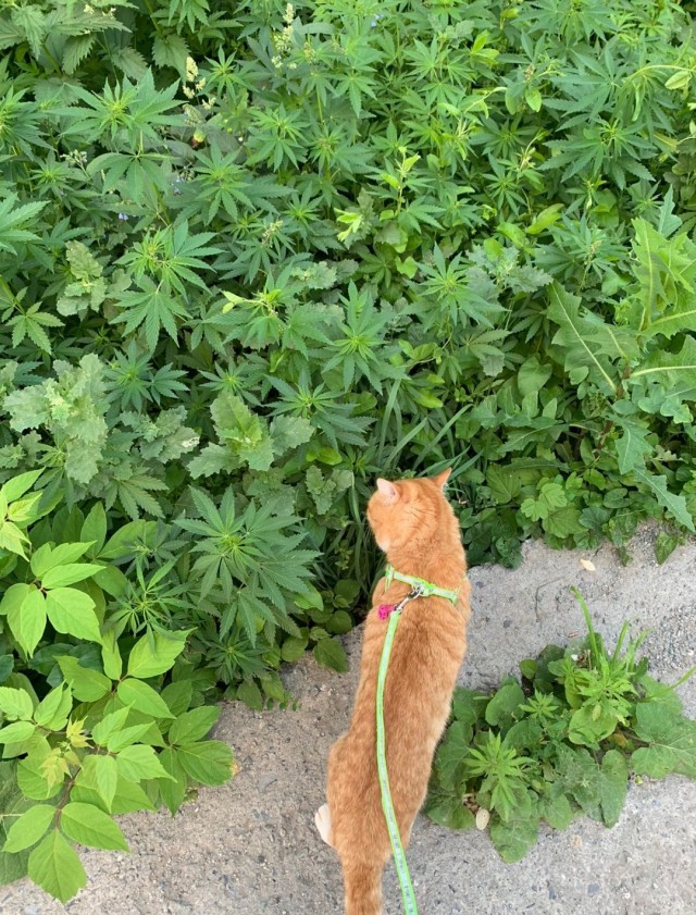 Котовторник Рыжих