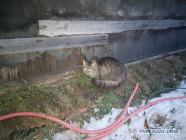 Жизнь домашнего приюта для котеек 474