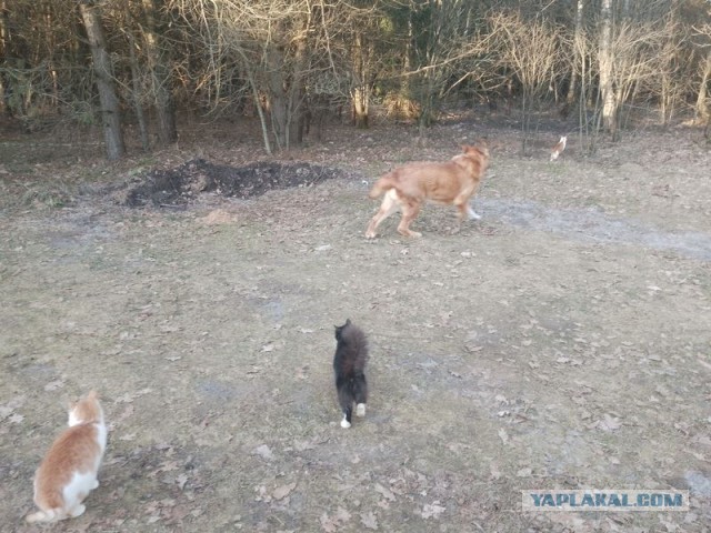 Жизнь домашнего приюта для котеек 483