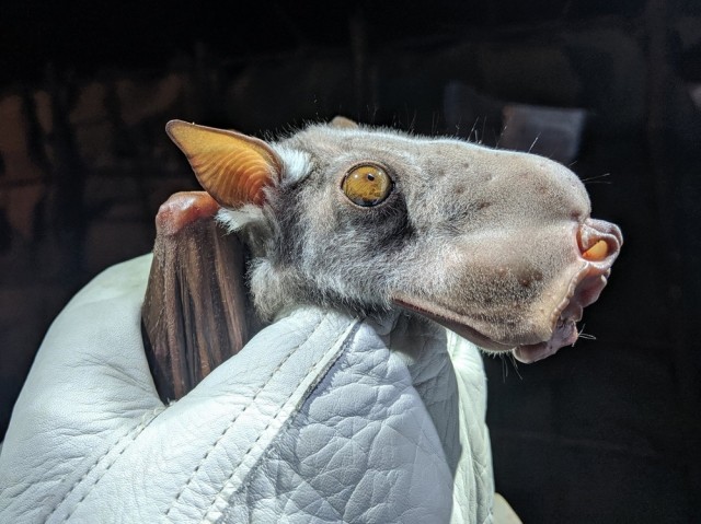 Этот зверь превратил свою морду в рупор для безумных воплей