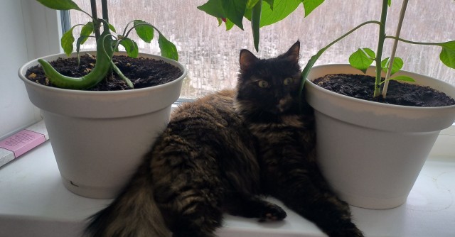 Котовторник 09.04.24