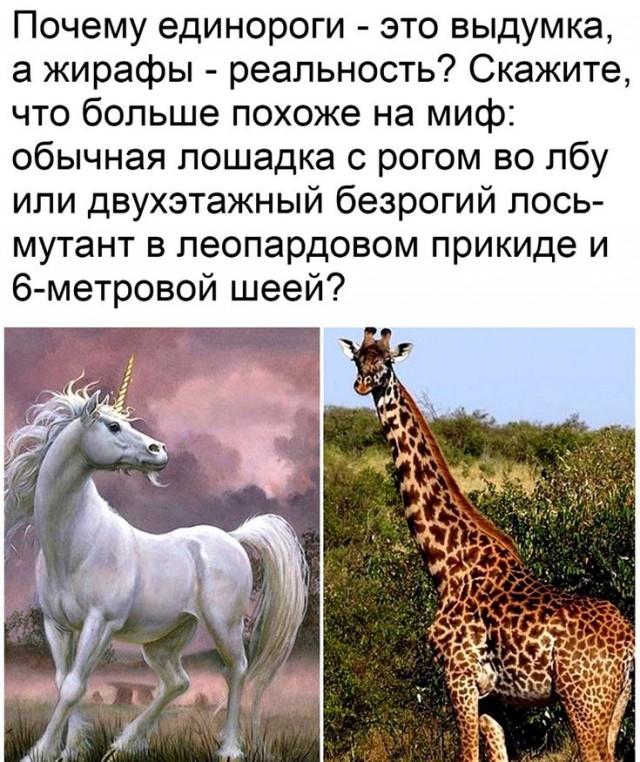 Размер головы жирафа наглядно