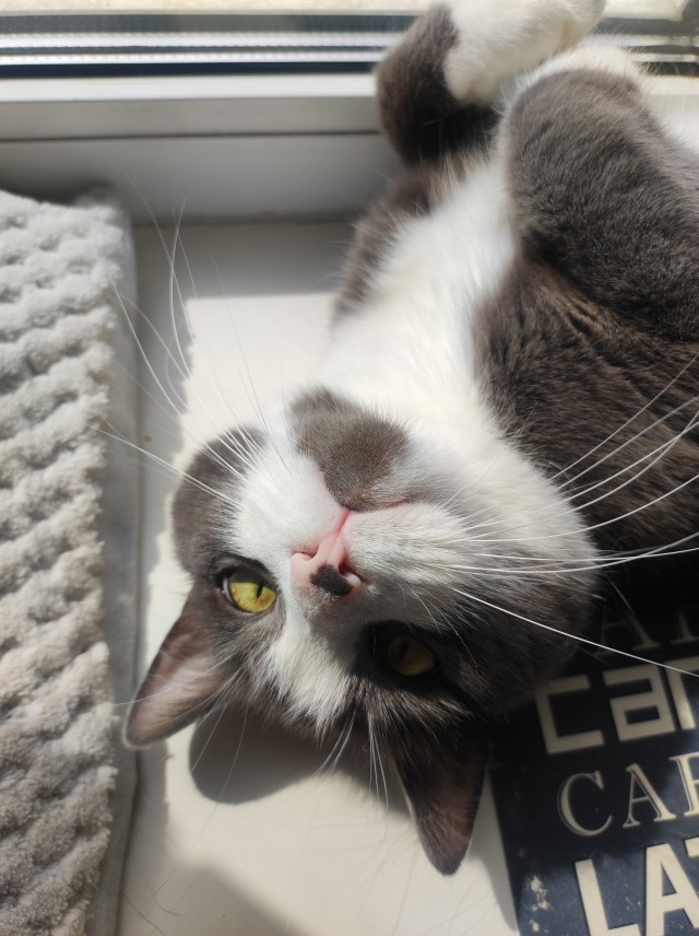 Моя жена не умеет фоткать кота