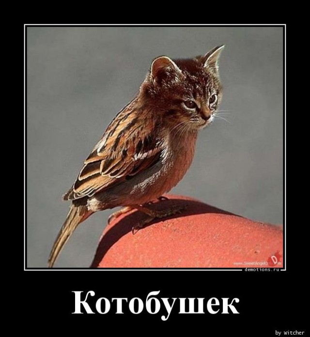 Странные у вас воробьи