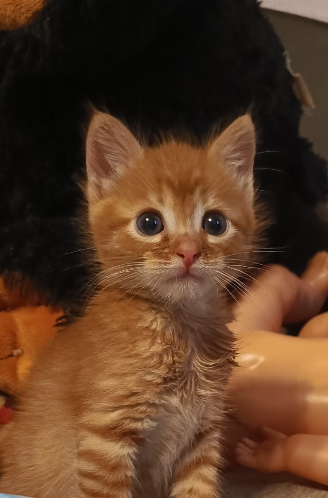 Принимайте в ряды которабов