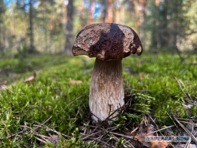 Воскресная прогулка в лес
