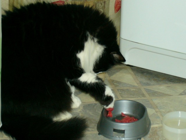 Настойчиво просит погладить