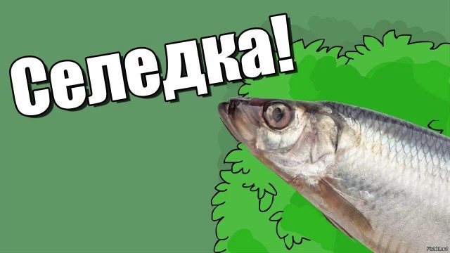 Селёдка короткая
