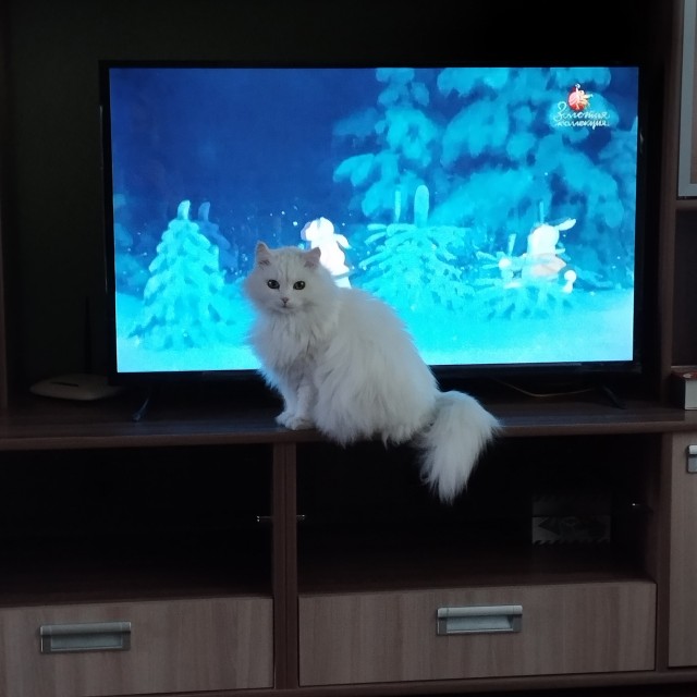 Котовторник же!