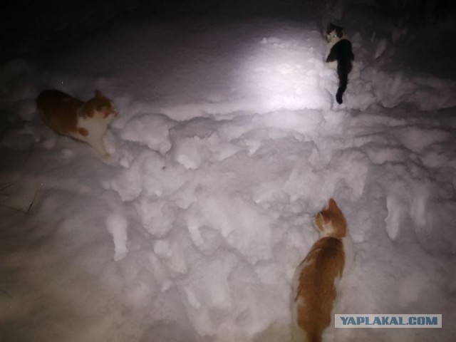 Жизнь домашнего приюта для котеек 568