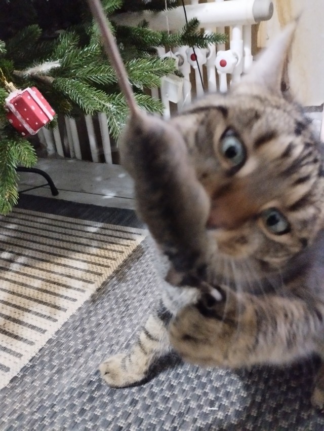 Котовторник