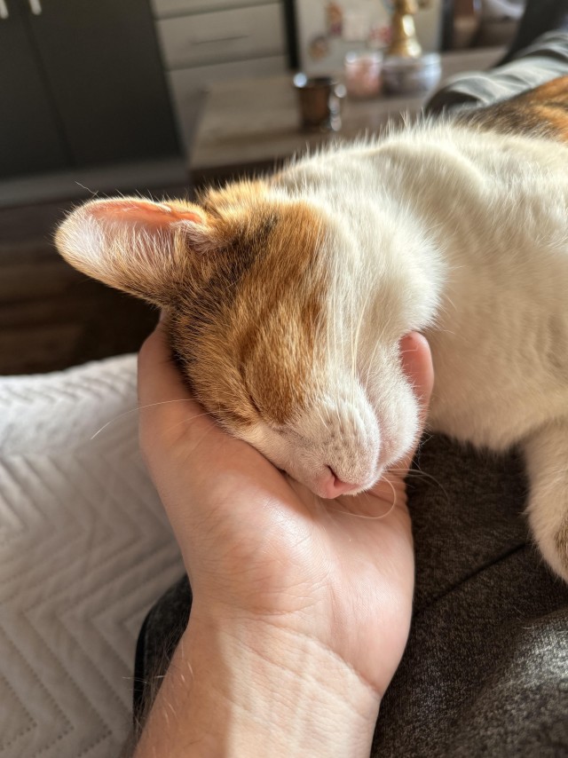 Рандомных фото котов тред