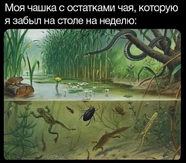 Картинки для деградации 202 (разной степени свежести)