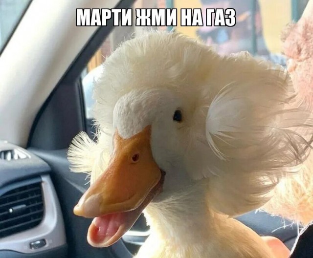 Просит притопить газку