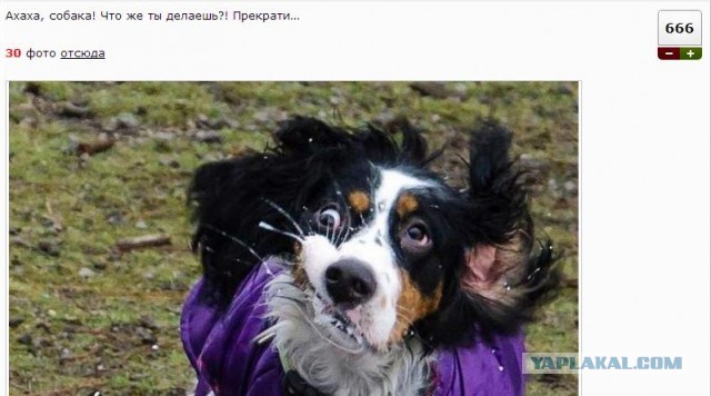 Собака, ты все перепутала…