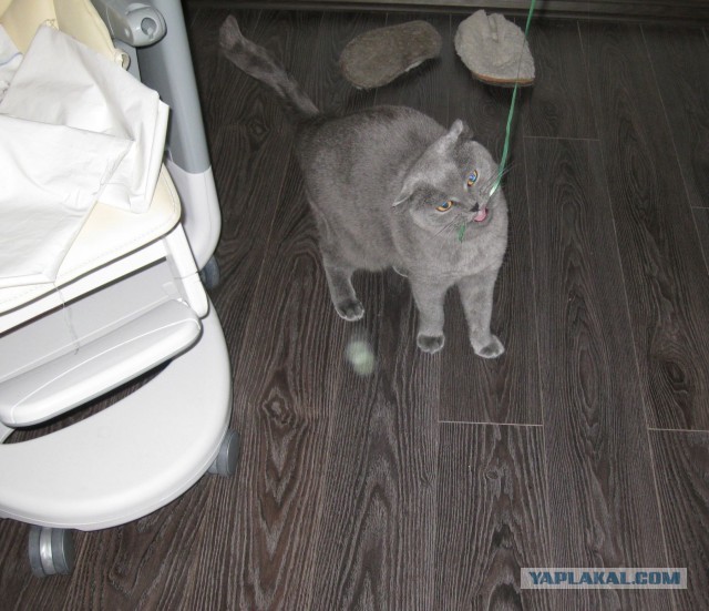 Котовторник 8.10.2013