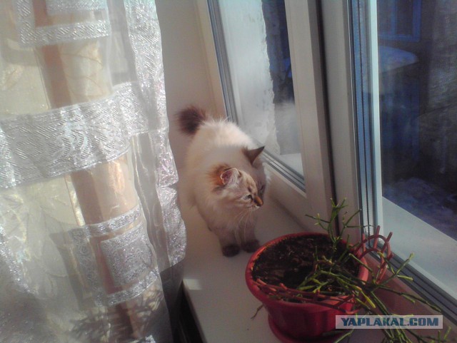 Котовторник   31.12.  2013