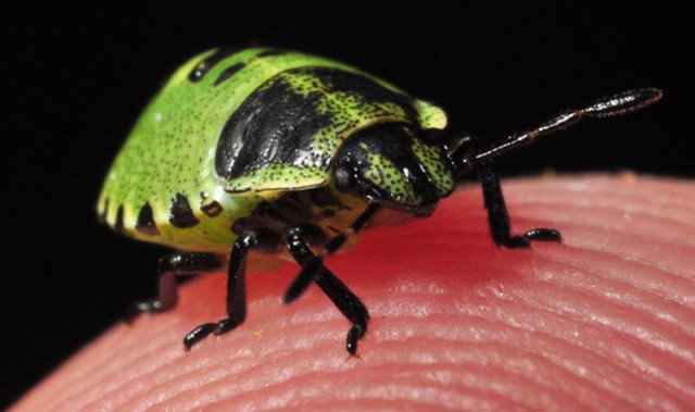 Взглянуть в лицо насекомым