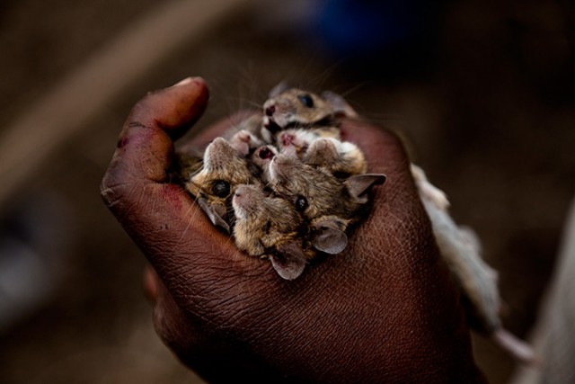 Крысоловы из Мозамбика