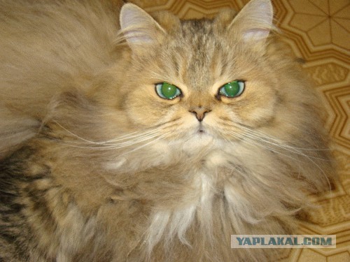 Породы кошек. Часть 1