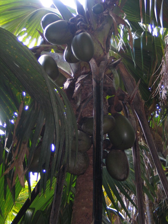 Как я съездил на Сейшелы