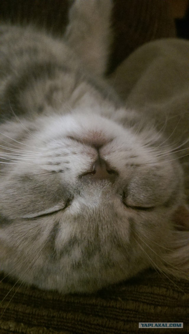 Котовторник 22.04.2014