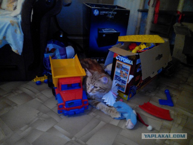 Котовторник 17.06.2014