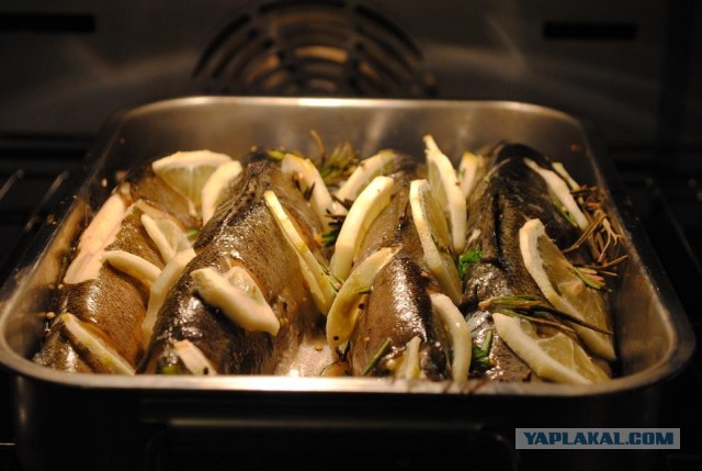 International одной книги., В память о Дженибеке.