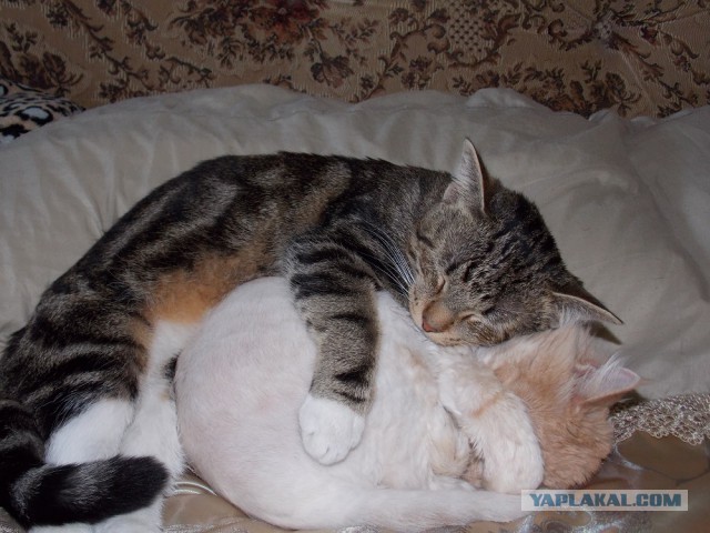Котовторник 12.08.2014