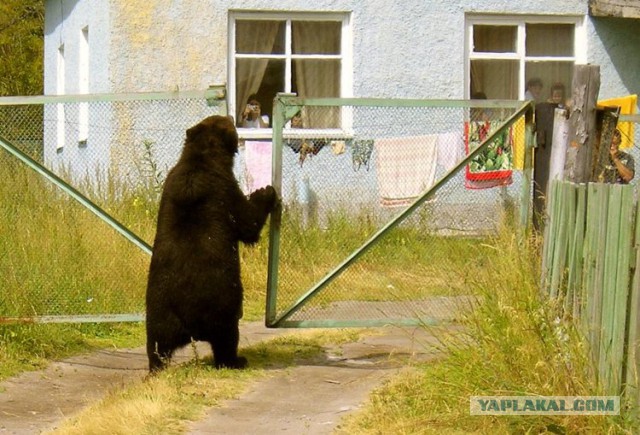 Выгуляй своего медведя, выгуляй скорее!