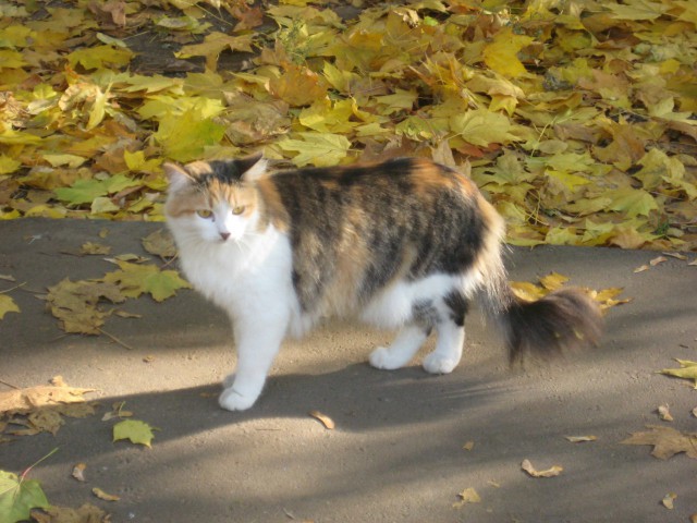 Котовторник 21.10.2014
