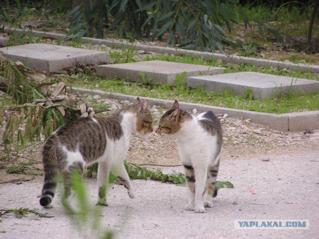 Котовторник 2.12.14