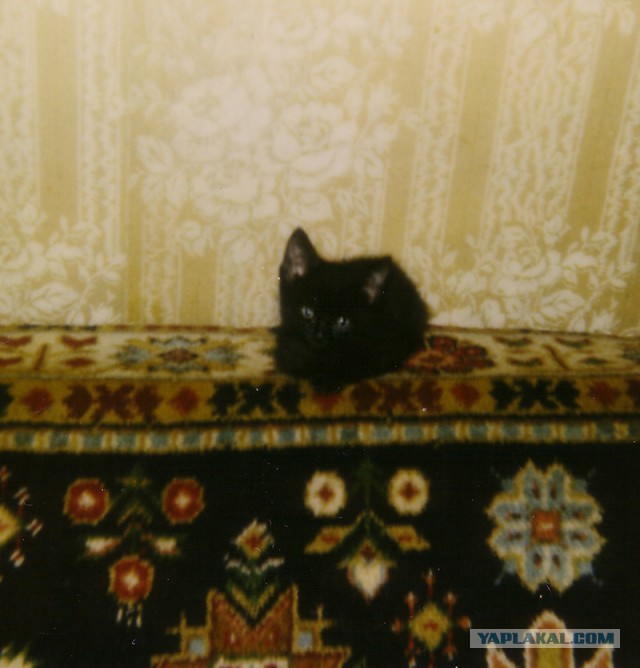 Котовторник 9.12.2014