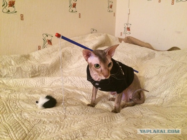 Котовторник 31.03.2015