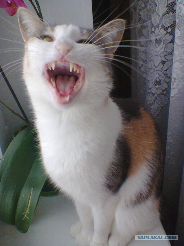 Котовторник 14.07.2015