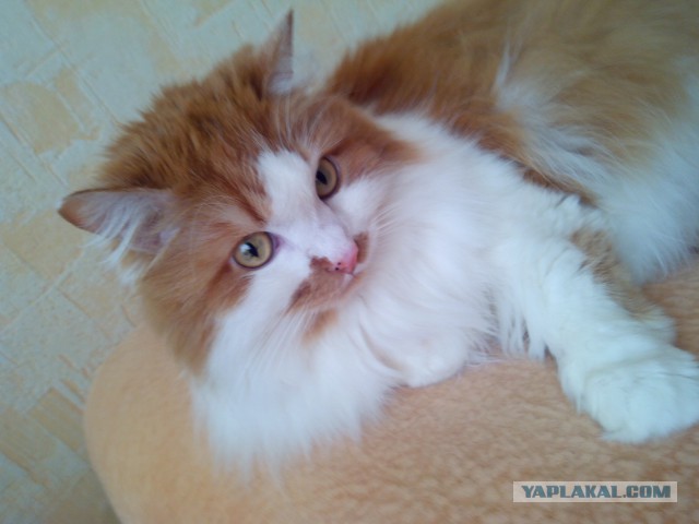 Котовторник 25.08.2015