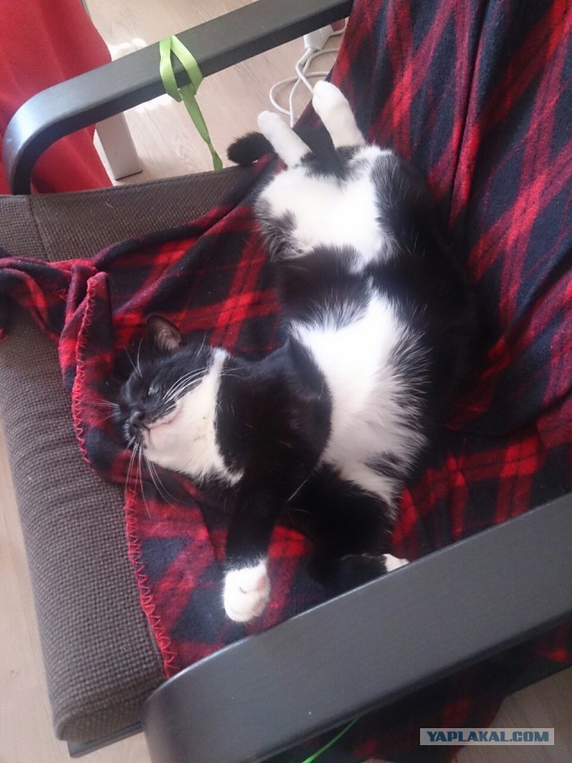 Котовторник 25.08.2015