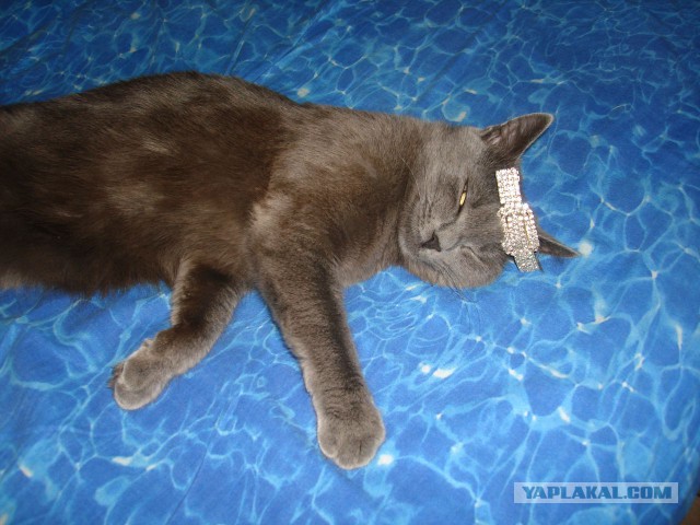 Котовторник 29-09-2015,