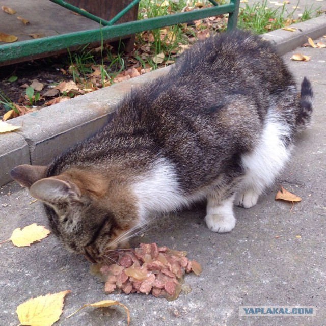Котовторник 20.10.2015