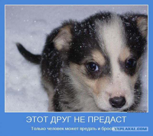 Дворняга спасла девушку