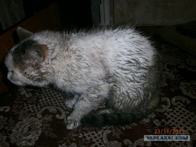 Котовторник 22.12.2015