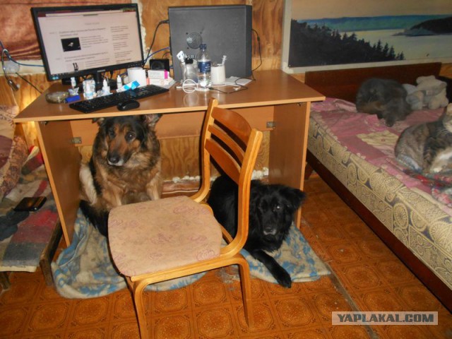 Жизнь домашнего приюта для котеек 97